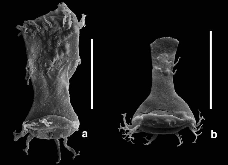 造成物种大灭绝的原因更有可能是海洋中大规模出现的缺氧现象和有害金属