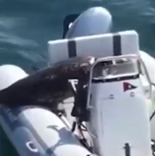 加拿大一只海豹为躲避3头虎鲸追捕跳上救生艇成功保命