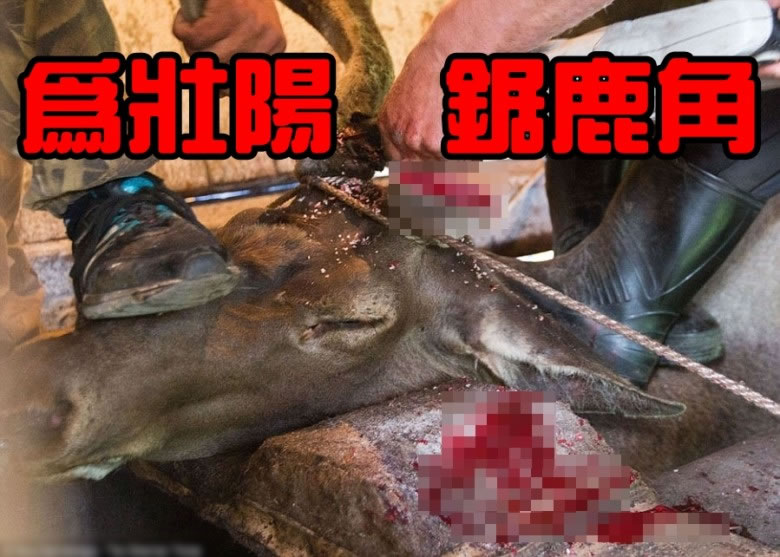 据称鹿角有壮阳功效