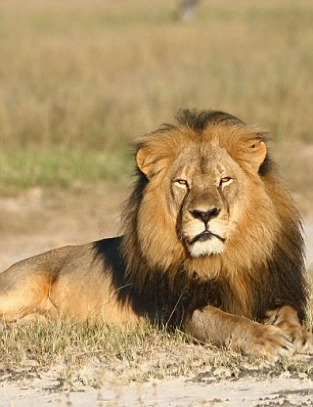 塞西尔(图)上月遭帕尔默猎杀。