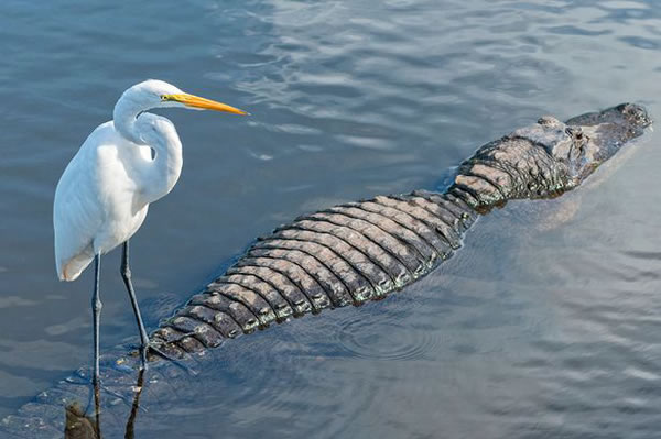 德国摄影师Marco Wagner捕捉到白鹭站在鳄鱼身上“搭顺风车”的精彩瞬间