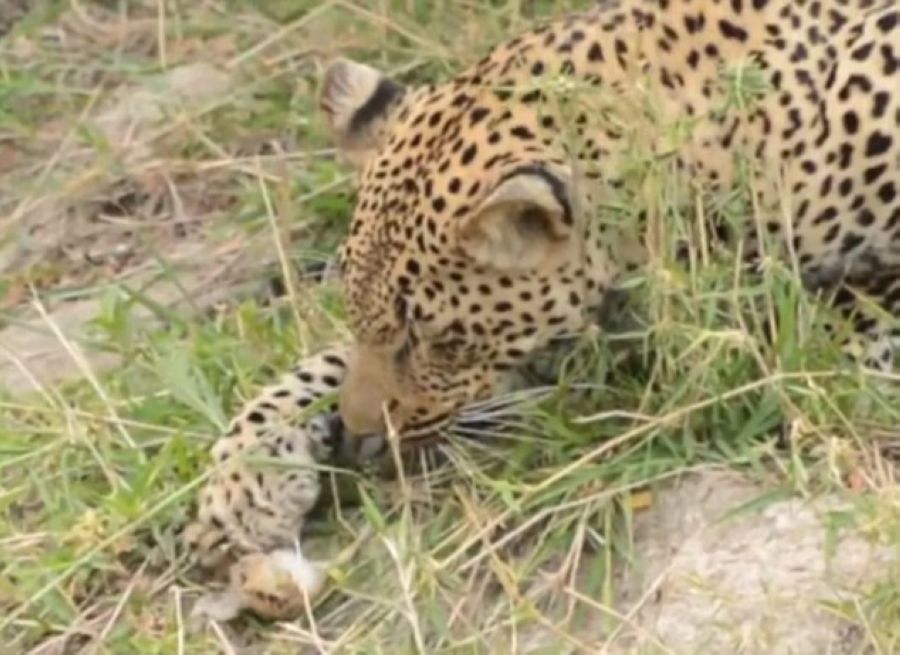 Ϸǿ³ҹ԰Ա벶СȤˣ