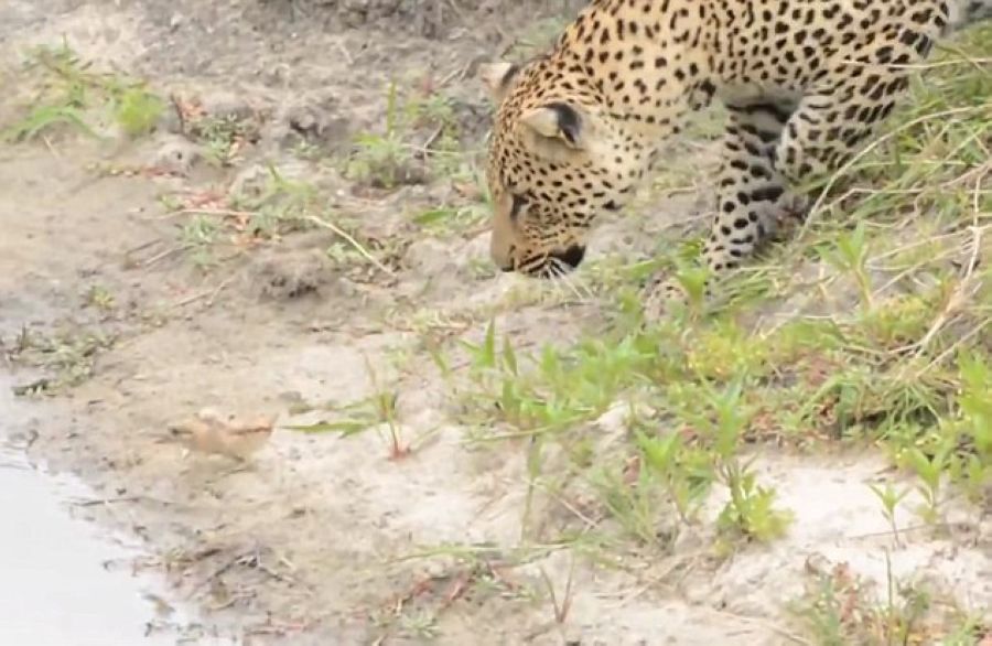 Ϸǿ³ҹ԰Ա벶СȤˣ