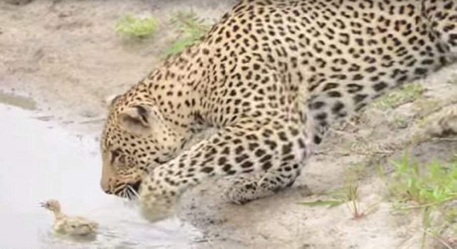 Ϸǿ³ҹ԰Ա벶СȤˣ