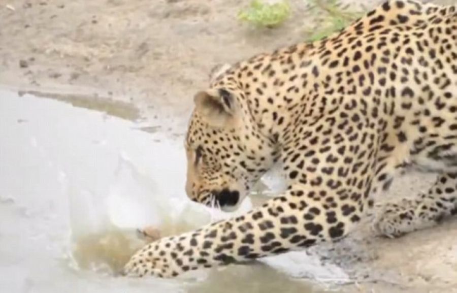 Ϸǿ³ҹ԰Ա벶СȤˣ