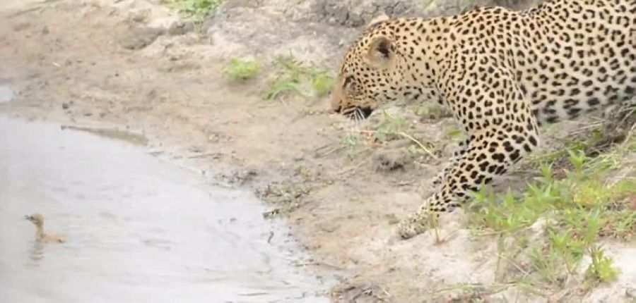 Ϸǿ³ҹ԰Ա벶СȤˣ