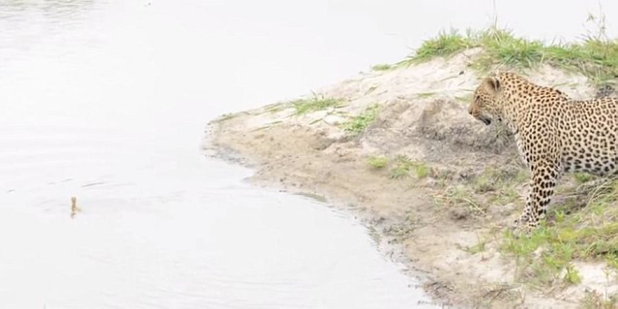 Ϸǿ³ҹ԰Ա벶СȤˣ