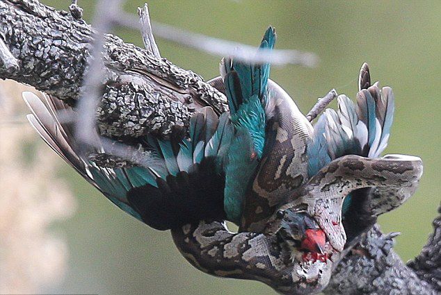 �Ϸǿ�³����ҹ�԰������ɱ����