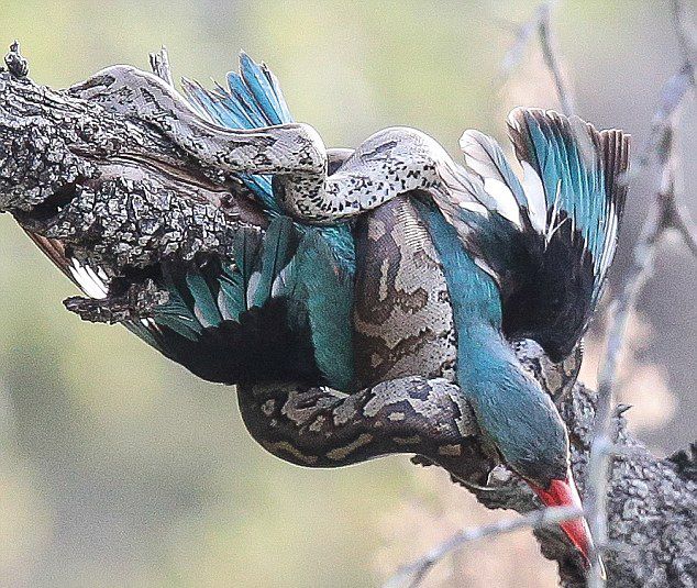 �Ϸǿ�³����ҹ�԰������ɱ����