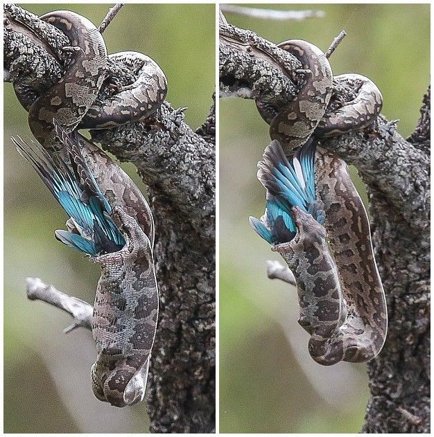 �Ϸǿ�³����ҹ�԰������ɱ����