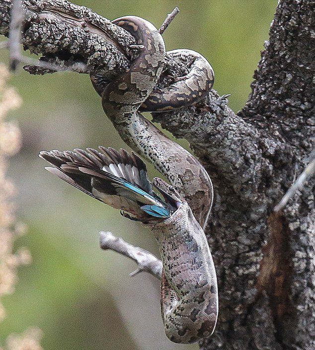 �Ϸǿ�³����ҹ�԰������ɱ����