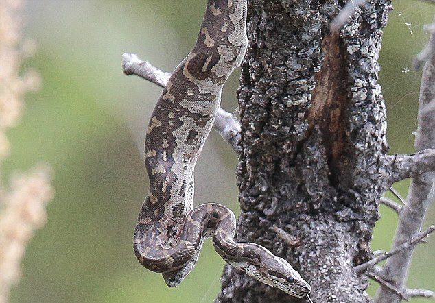 �Ϸǿ�³����ҹ�԰������ɱ����