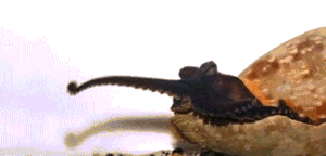 章鱼的捕猎诡计多种多样,大型太平洋条纹蛸的手法就十分不同寻常。它们会偷偷绕到虾等猎物的前方,然后把一只腕足伸到对方身后,轻拍一下,就像学校里孩子们经常玩耍的把戏