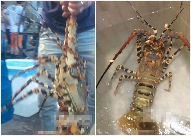 苍南“钓友”钓获的大龙虾,疑是身价高昂的“中华锦绣龙虾”。