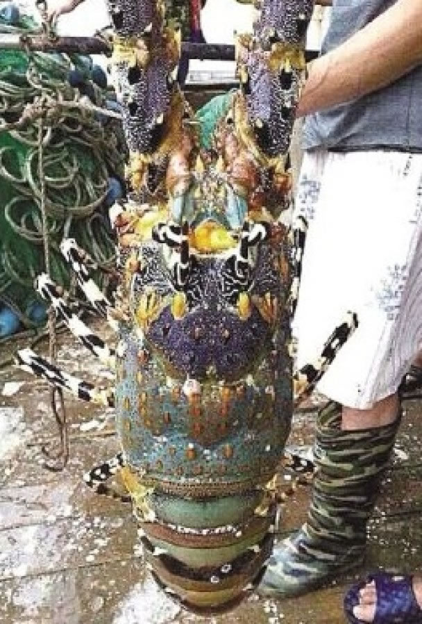 去年温岭巾有人捕获一只硕大的“中华锦绣龙虾”,终以60万元人民币的“天价”售出。(资料图片)