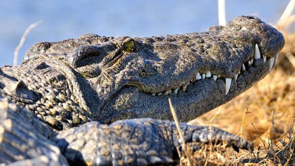 非洲野生动物对一线抗生素具有耐药性