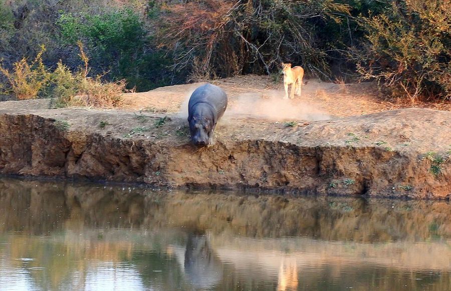 �Ϸ�Karongwe��Ȼ������������ʨ�Ӹ��ºӺ�Цʨ�Ӳ�����Ӿ