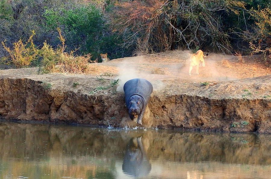 �Ϸ�Karongwe��Ȼ������������ʨ�Ӹ��ºӺ�Цʨ�Ӳ�����Ӿ