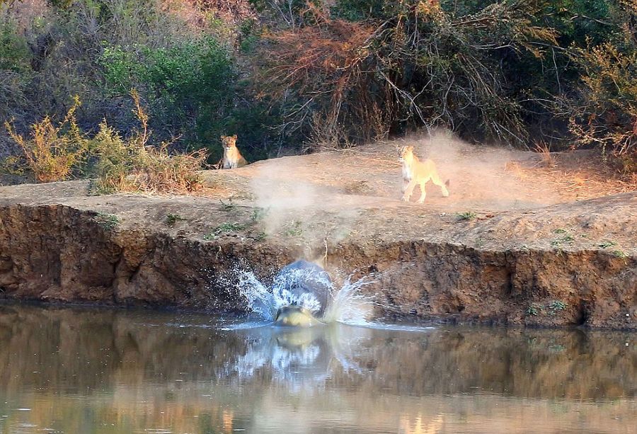 �Ϸ�Karongwe��Ȼ������������ʨ�Ӹ��ºӺ�Цʨ�Ӳ�����Ӿ