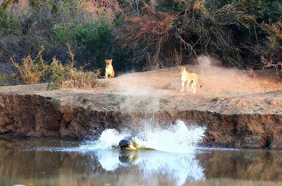 �Ϸ�Karongwe��Ȼ������������ʨ�Ӹ��ºӺ�Цʨ�Ӳ�����Ӿ