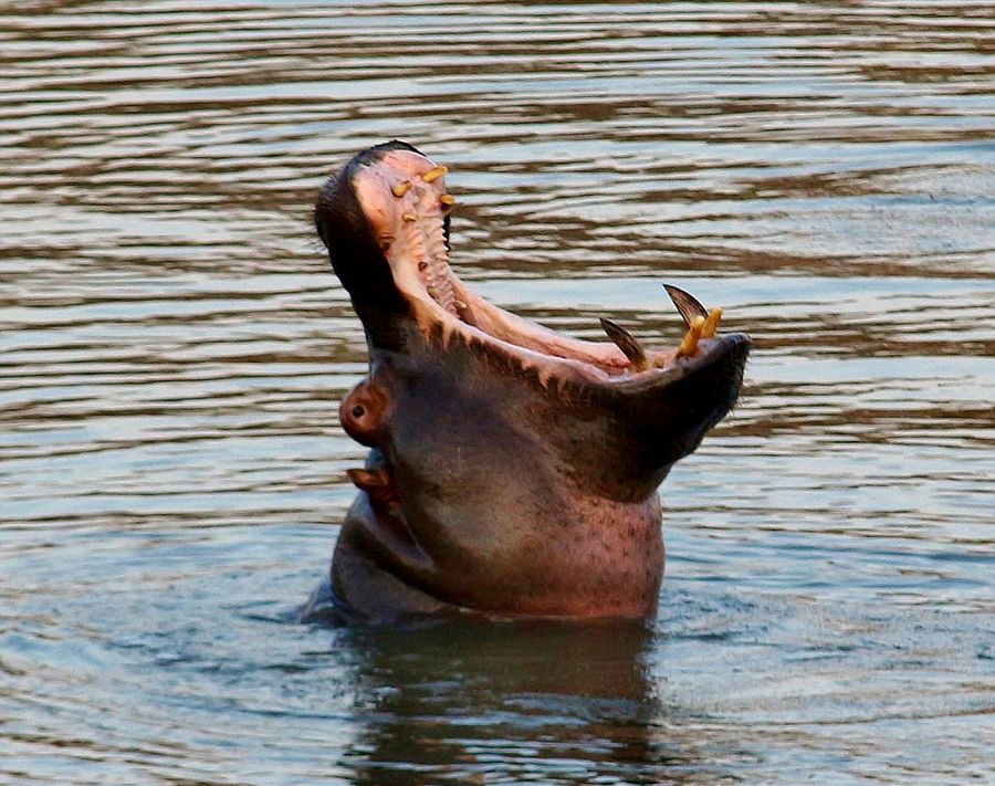 �Ϸ�Karongwe��Ȼ������������ʨ�Ӹ��ºӺ�Цʨ�Ӳ�����Ӿ