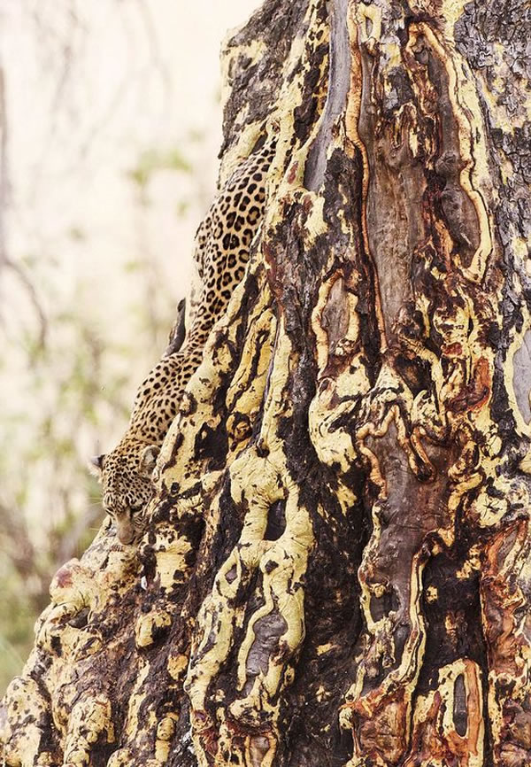 猎豹的惊人伪装术