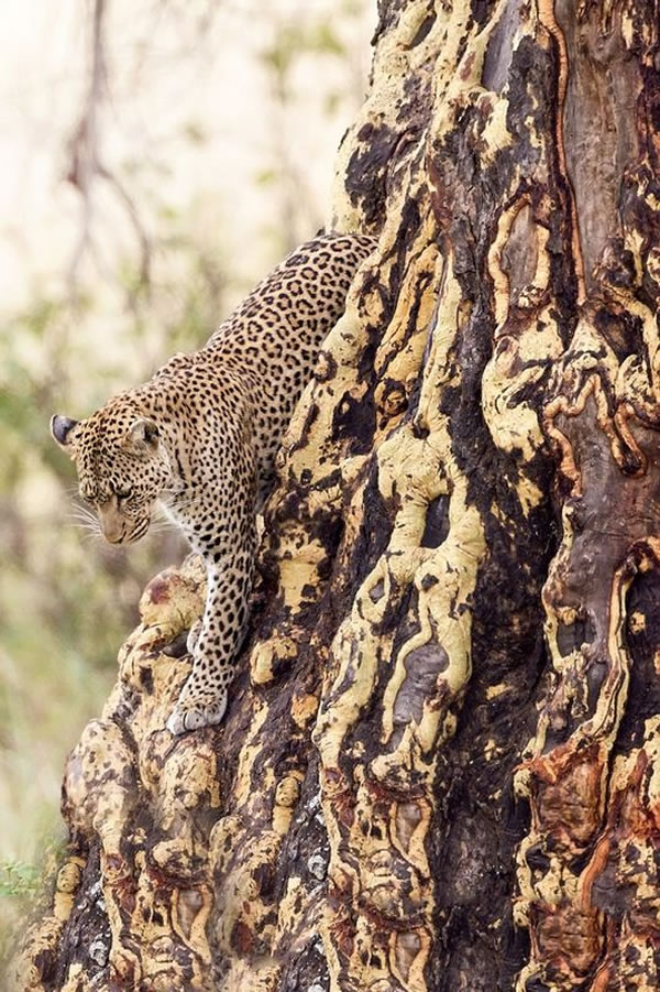 猎豹的惊人伪装术
