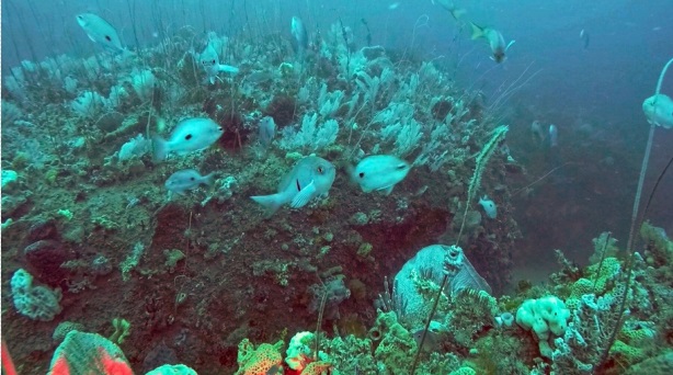 该处物种极之多样化