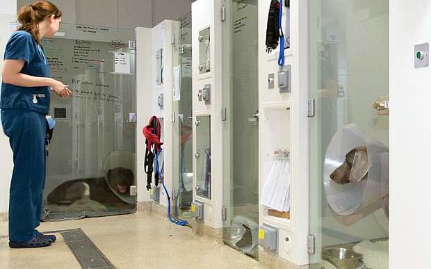 留医此医院的宠物,拥有独立的空间。