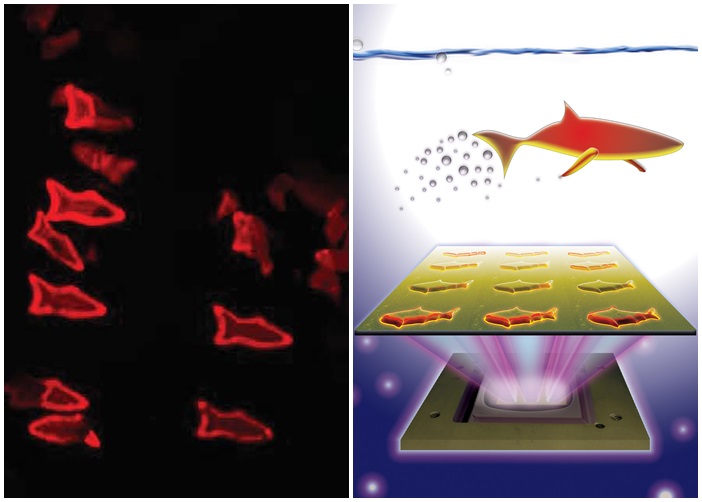 当机器鱼遇到特定物质,鱼身便会转为红色甚至发出萤光。图为示意图。