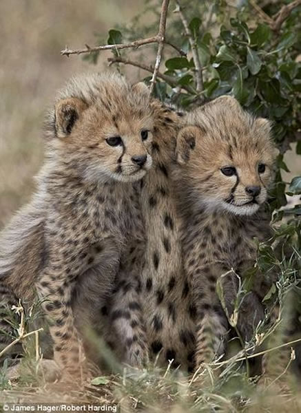 º˹ѧѧо޷ḻӵĲ鶯֣ӳӰ춯滷ҪءͼУԱ׸ǵٲԭϷˣ