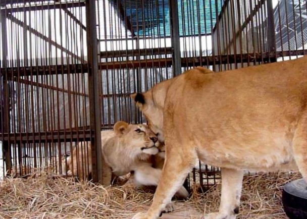 国际动物保护组织早前在秘鲁一个马戏团救出多只狮子,包括图中的母狮及幼狮。