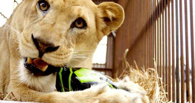 获救的狮子将会前往南非度余生