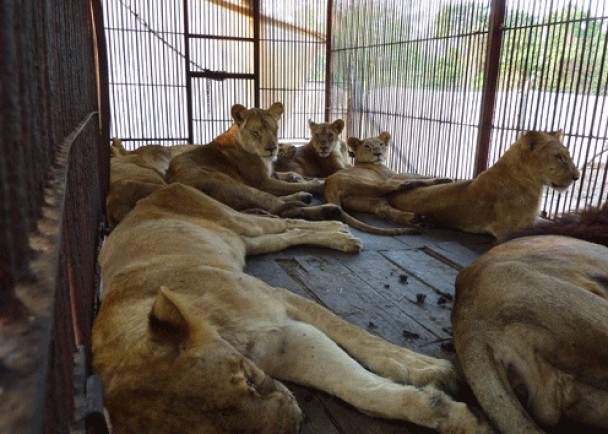 国际动物保护组织过往亦于世界各地拯救狮子