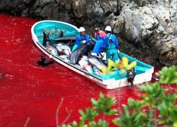 日本的捕豚活动引起不少反响