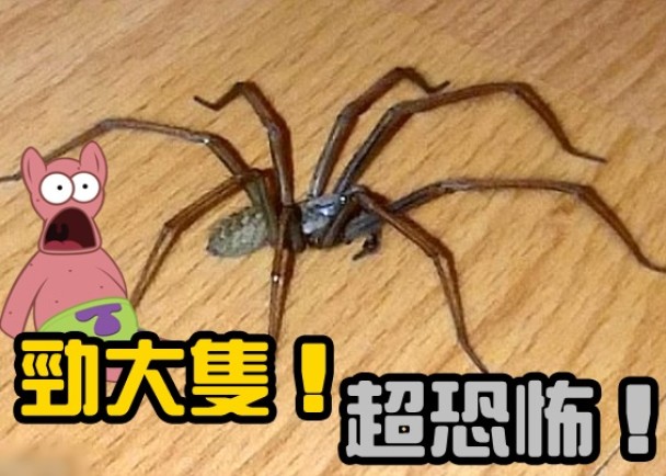 塔普塞尔指蜘蛛长4吋,大如一只小老鼠。