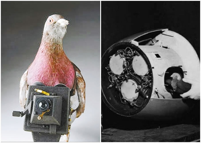 二战时,美英两国都曾研发“鸽子炸弹”作军事上的用途。