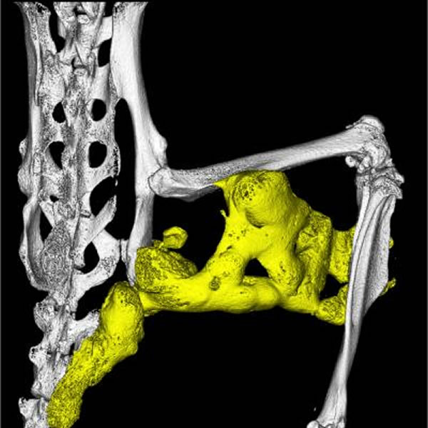 在进行性骨性纤维化发育不良小鼠模型的后肢区域中的软组织骨异常形成,这一过程被称作异位骨化。应用黄色假色彩影像处理来凸显异位骨。