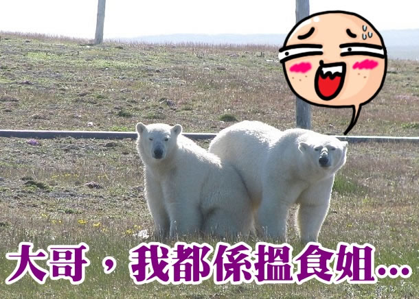 北极熊包围研究员的基地