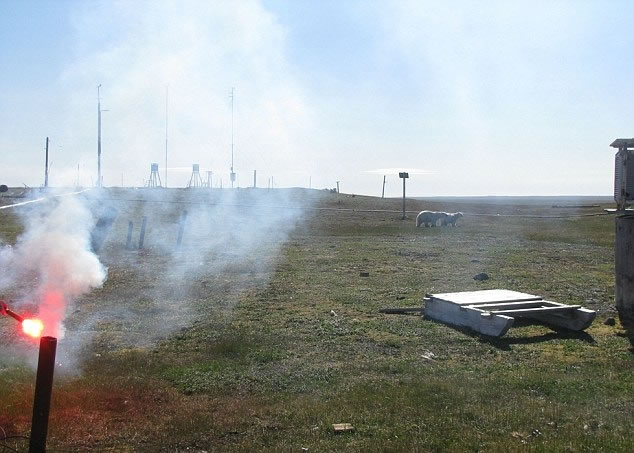 研究员使用猎人的讯号火光,但北极熊似乎不惧怕。