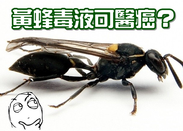 Ʒ䡰Polybia paulistaĶҺпϸЧ