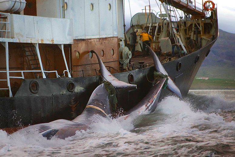 日本的所谓“科研捕鲸”近年来在全球引发强烈争议