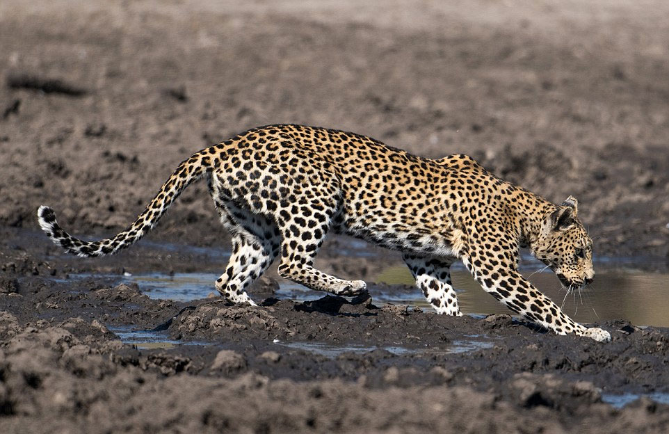 ��֩�������������޲������ɣ�һֻ���Ӿ�Ȼ����̶��ȥ���㡣