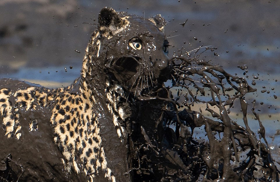 ��֩�������������޲������ɣ�һֻ���Ӿ�Ȼ����̶��ȥ���㡣