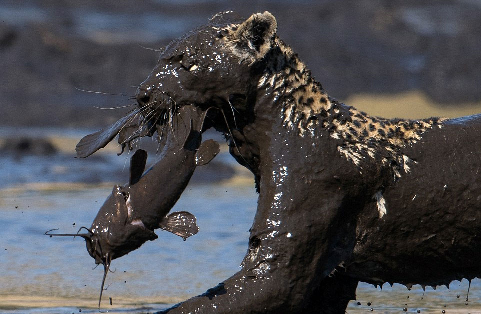 ��֩�������������޲������ɣ�һֻ���Ӿ�Ȼ����̶��ȥ���㡣