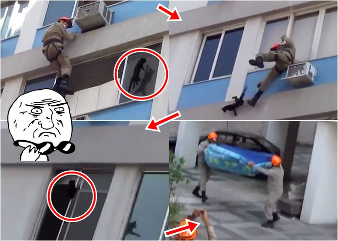 小黑猫由高处堕下,但丝毫无损。