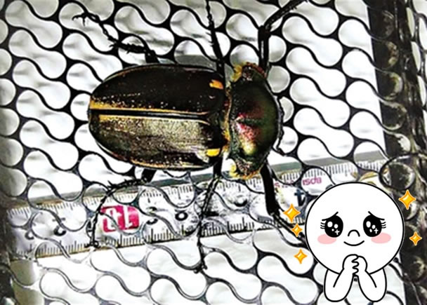 前日意外被捕获的阳彩臂金龟,身体总长度约12厘米。