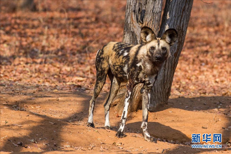 201591ڽͲΤϲάӹȻһֻҰ