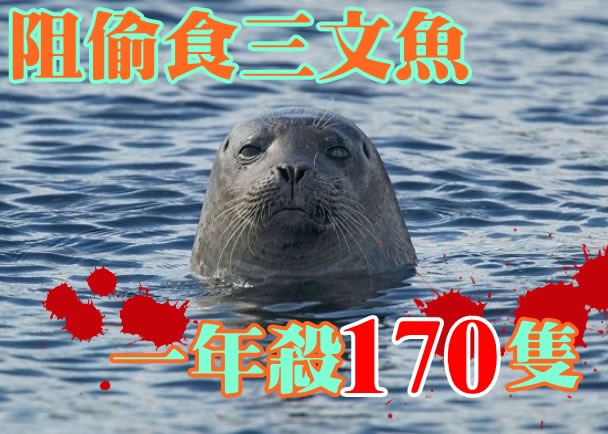 苏格兰的三文鱼养殖场,在2013至2014年间共猎杀约170只海豹。