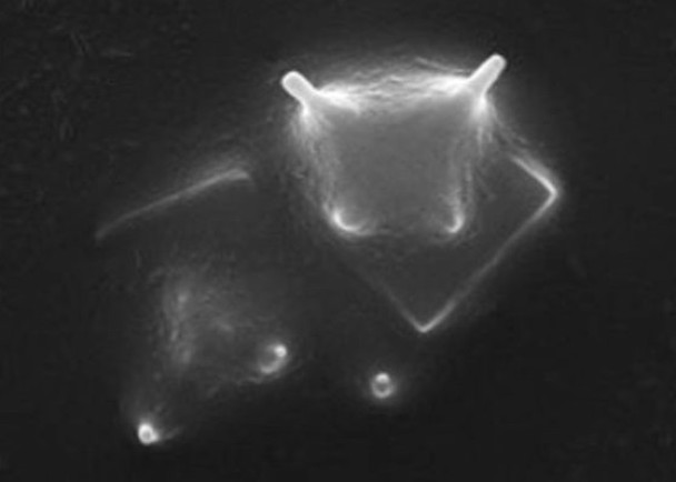 Ӣ����ѧ���ڵ���ƽ���㷢�֡�ţͷ�Ρ�΢����